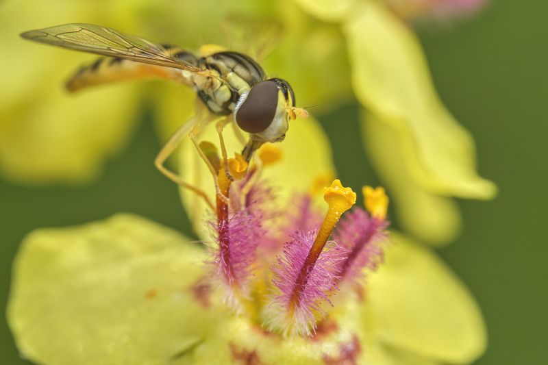 Hoverfly on the dark mullein фото превью