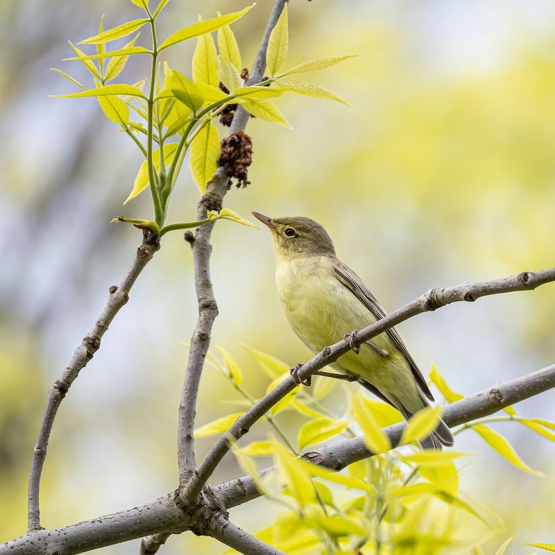 пеночка, пересмешка, птицы, зеленая пересмешка Зеленая пересмешка фото превью