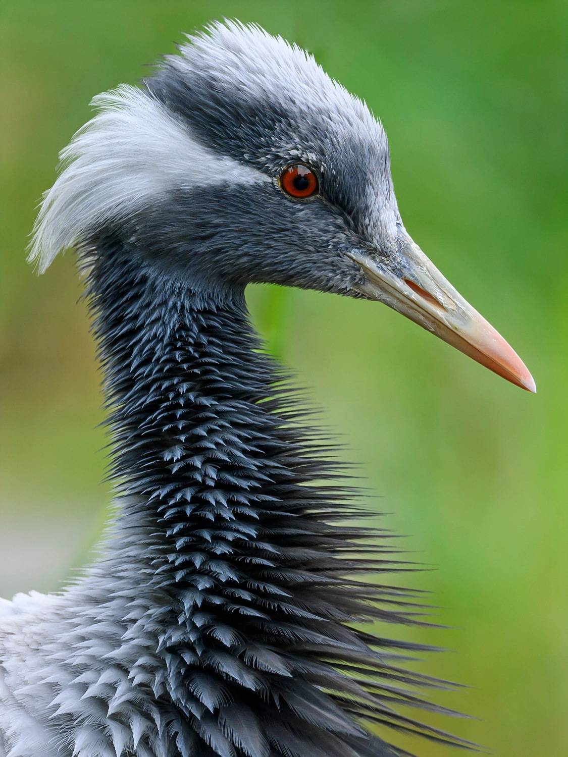 , Пупонин Сергей