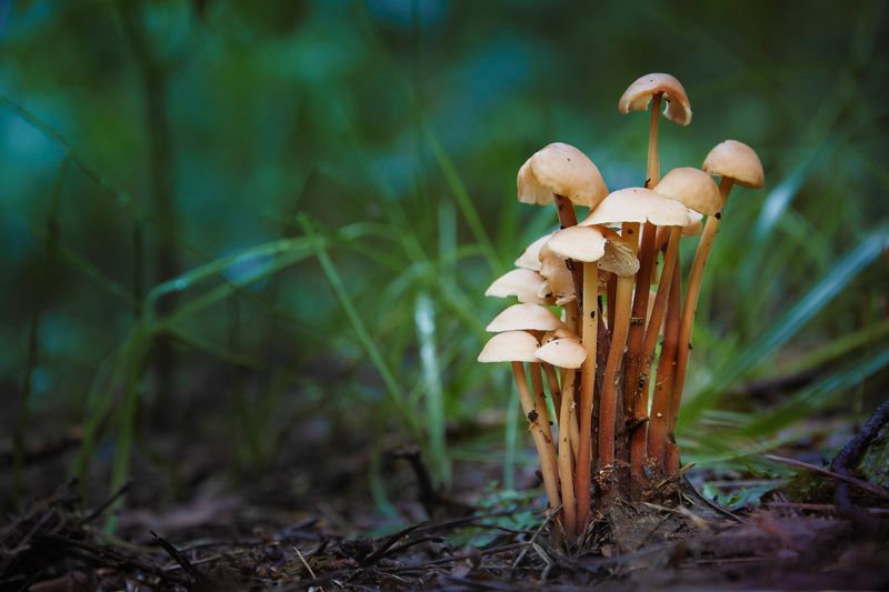 Грибы фото превью