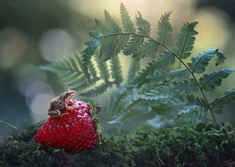 Летняя фантазия фото превью