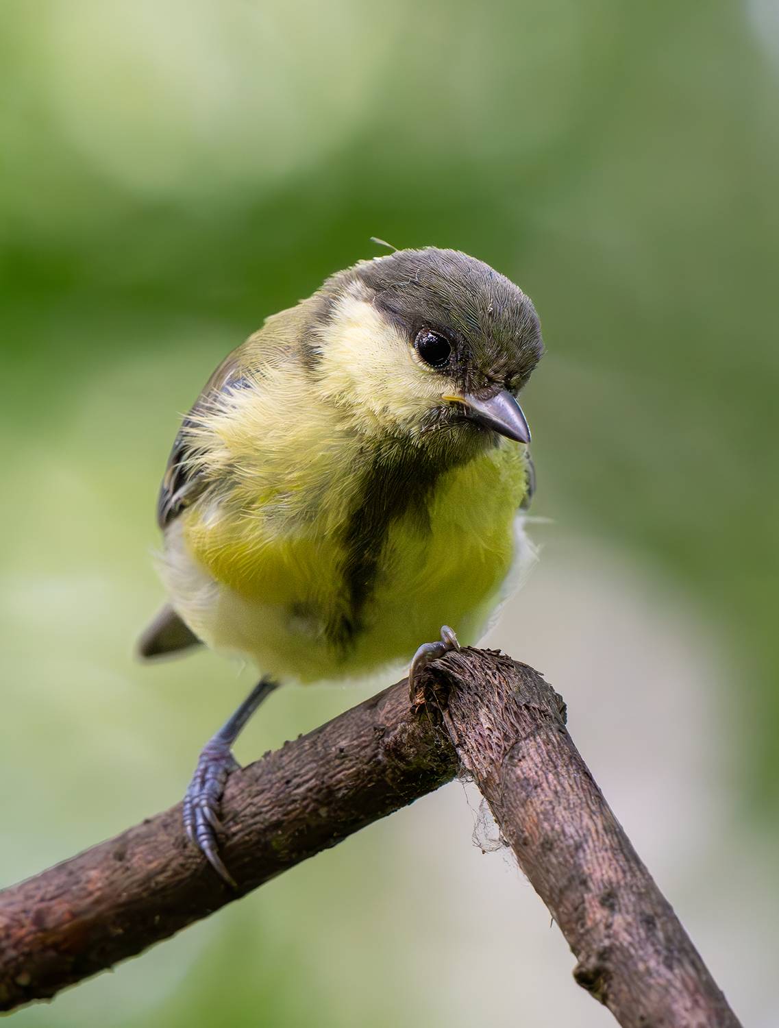 , Молодкин Дмитрий