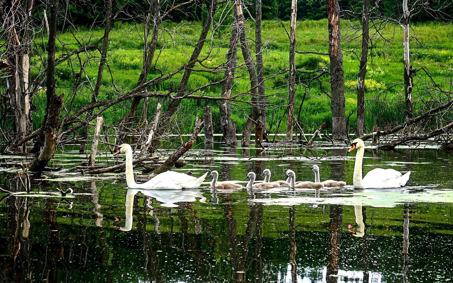 , Николай Бологов