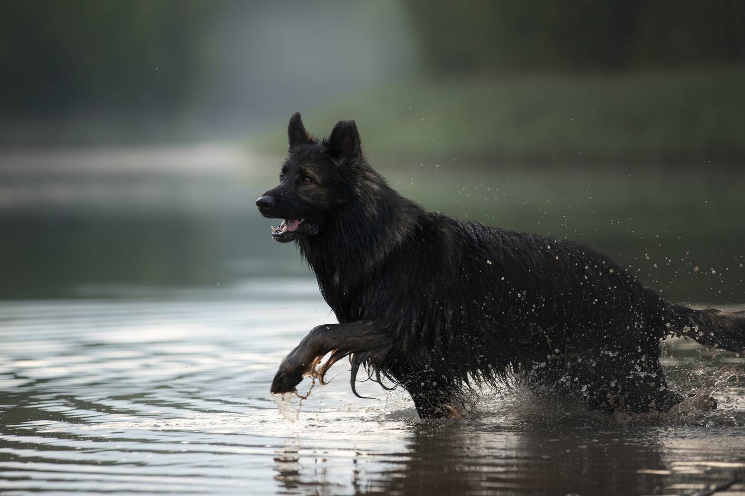 , Шерскова Мария