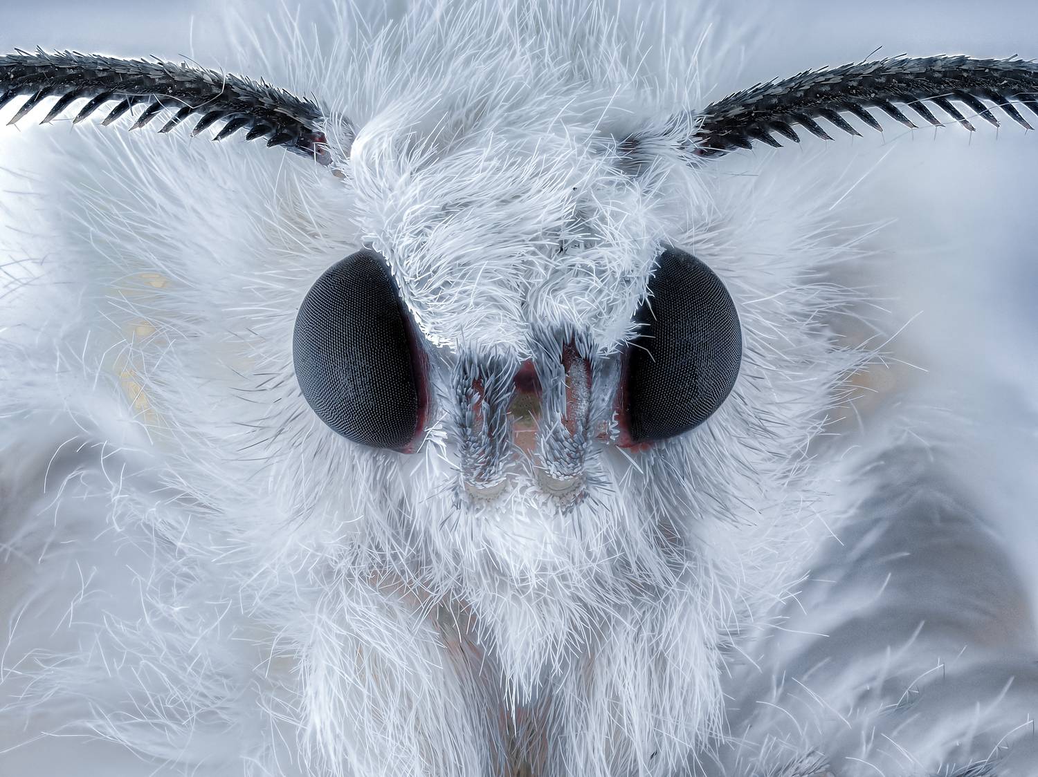 , Олег Савицкий