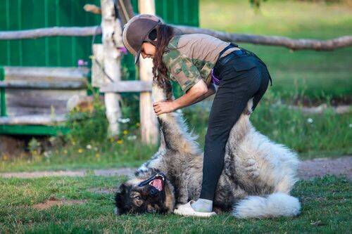 Очень грозная собака