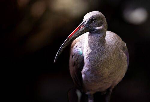 Hadada Ibis