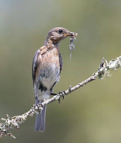 Eastern Bluebird female catches Lizard -  cамка, Восточная сиалия