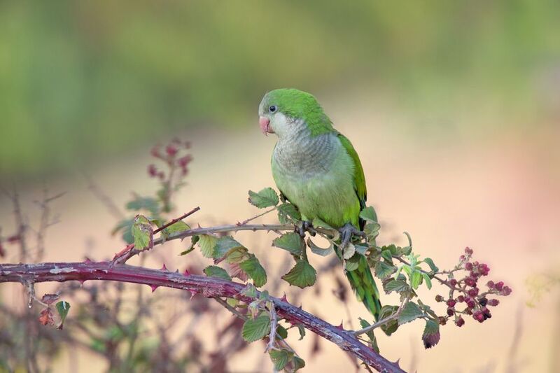 *Ягода малина... фото превью