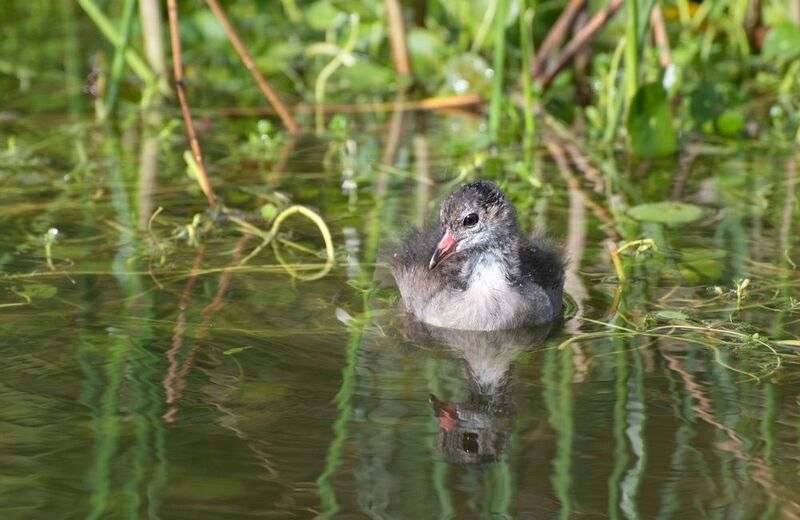 *Птенец камышницы фото превью