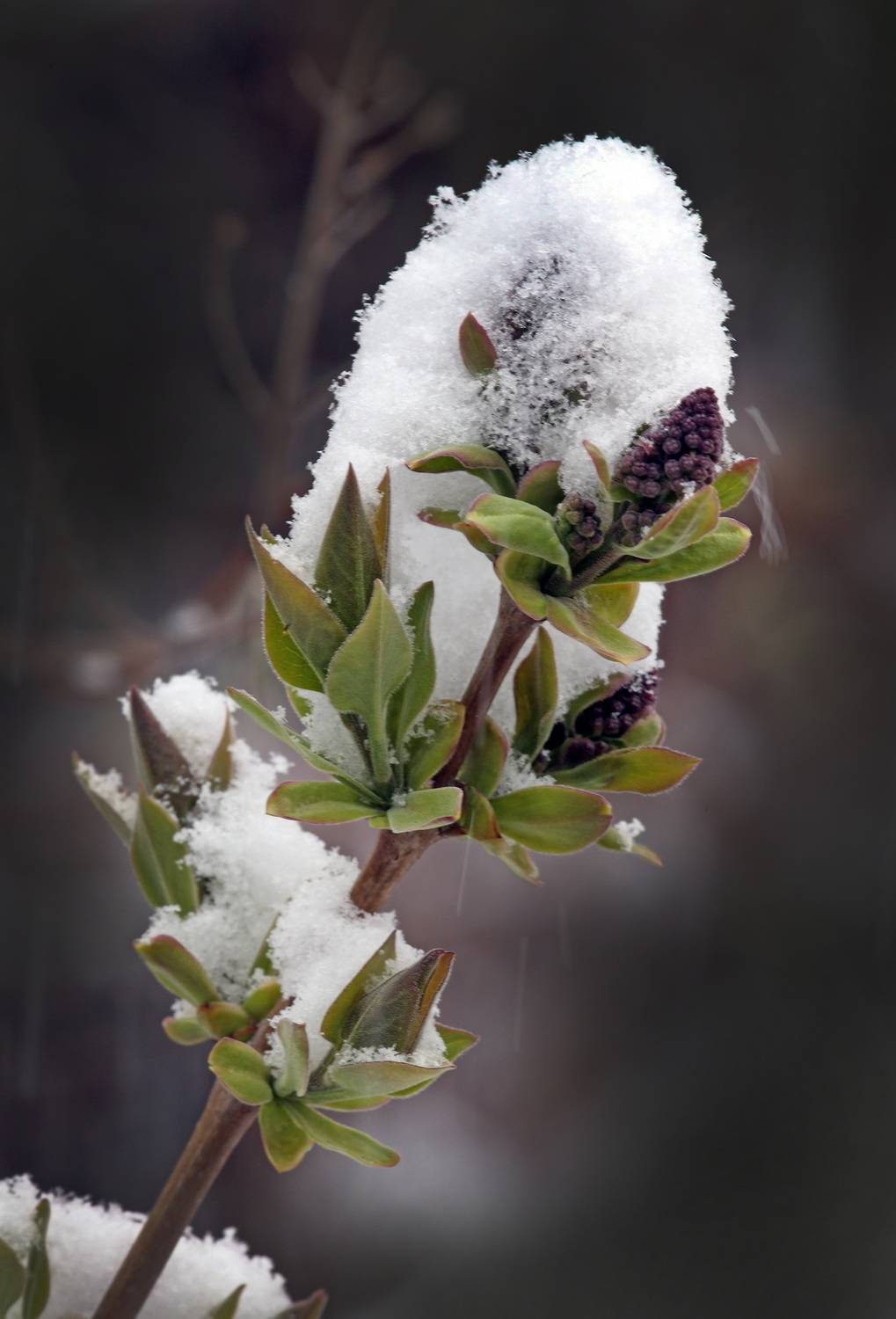 , Бибичков Михаил