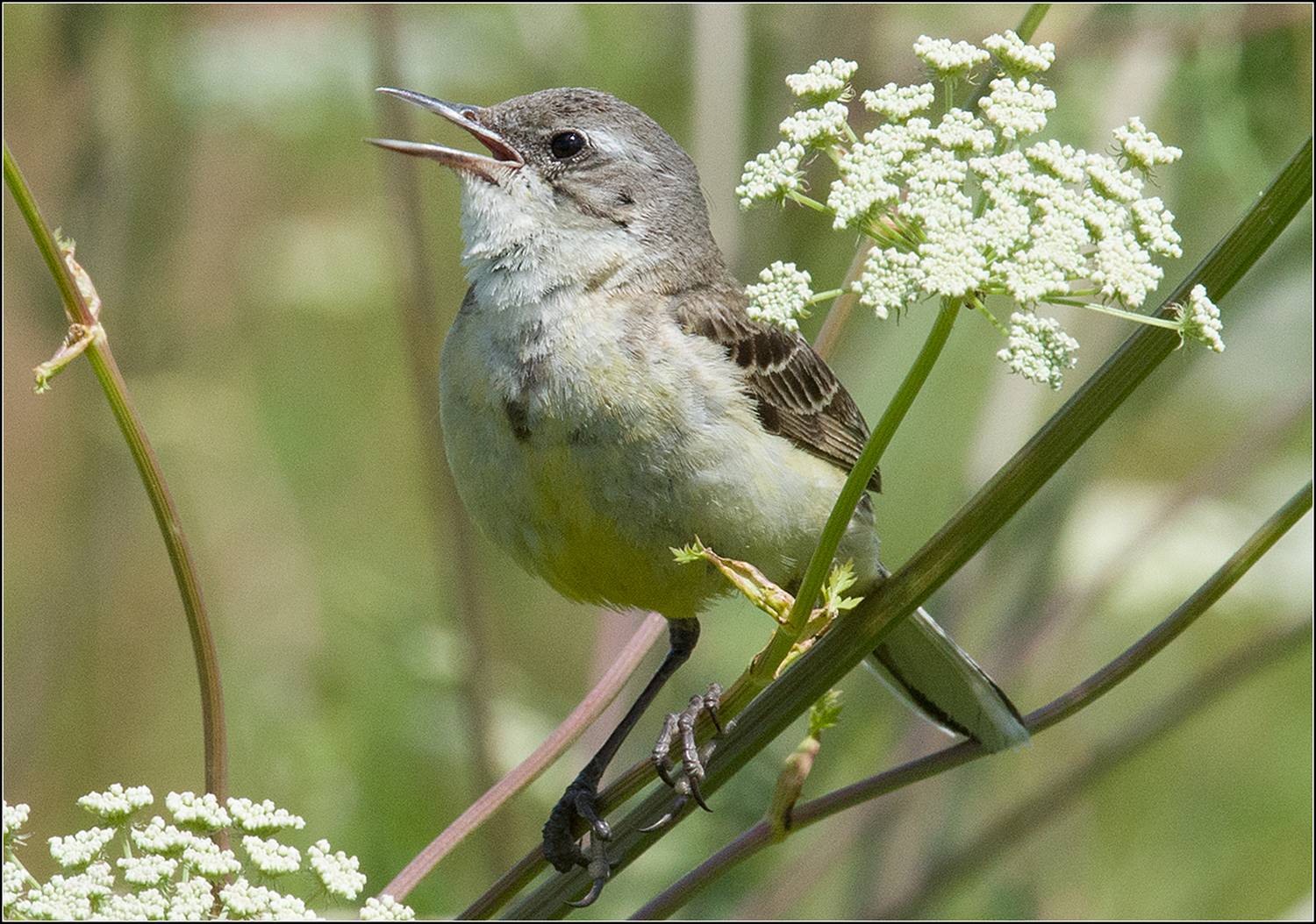 москва, парк, птица, АНАТОЛИЙ ДОВЫДЕНКО