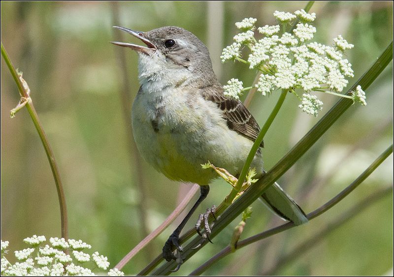 москва, парк, птица * фото превью