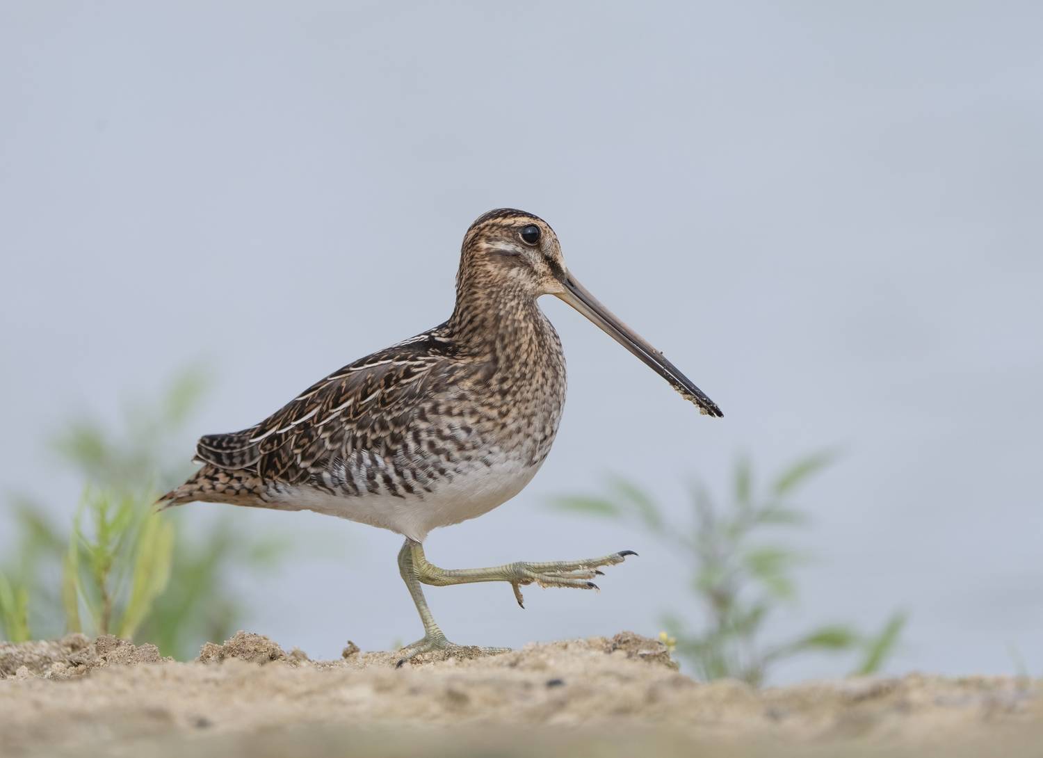 птицы,природа, лето, Андрей Киселёв