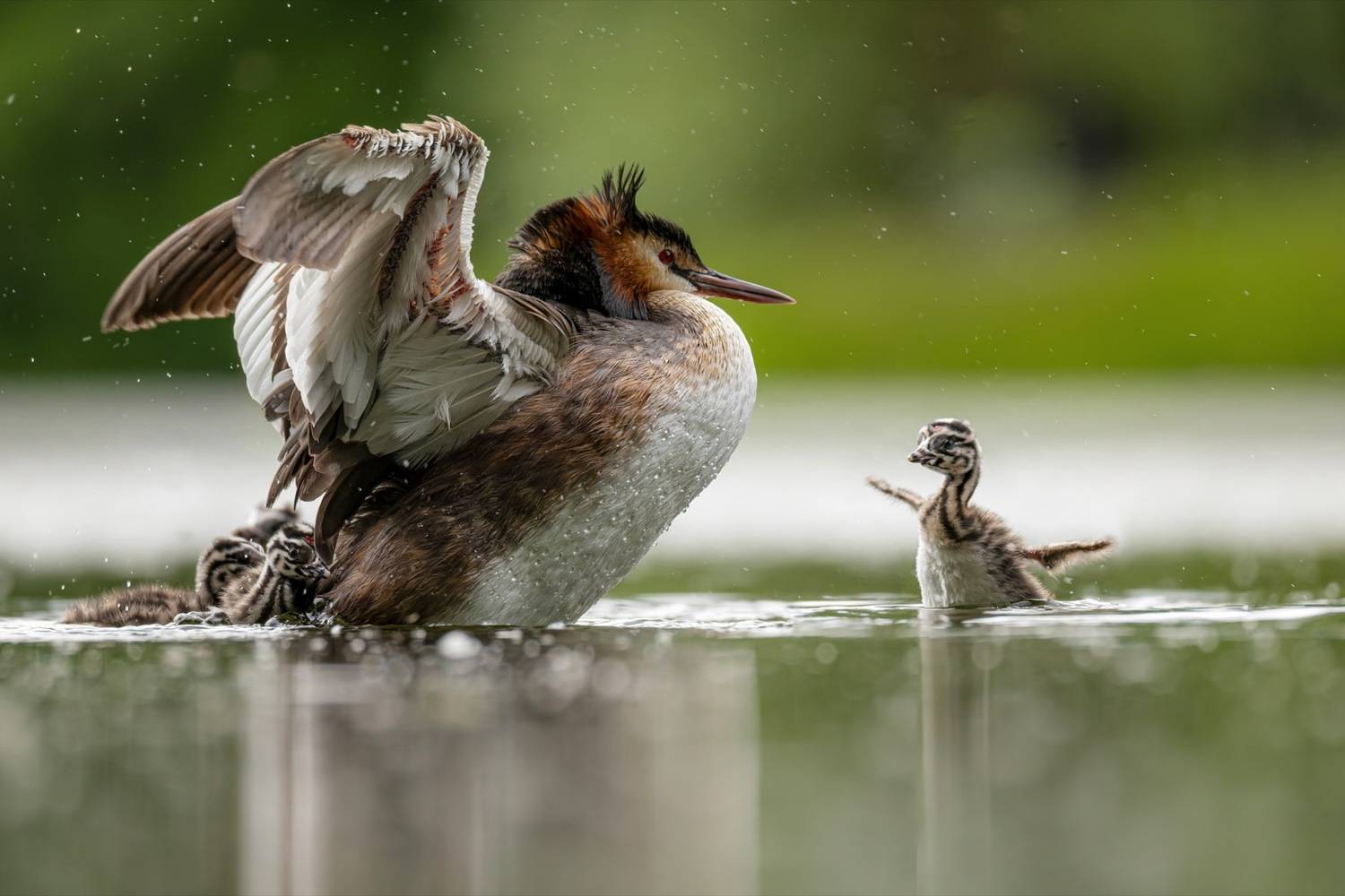 чомга, птенцы, птицы, поганка, большая поганка, Руслан Pl