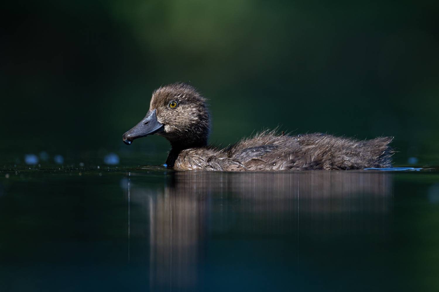 нырок, хохлатая чернеть, утка, птицы, утенок, Руслан Pl