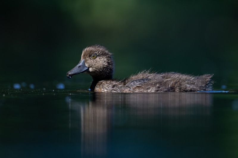 нырок, хохлатая чернеть, утка, птицы, утенок  фото превью