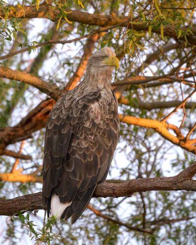 Орлан на дереве