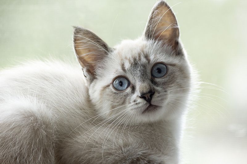 котенок, голубые глазки, охос азулес, кошки, домашние животные, котомодель Моя новая маленькая котомодель Айс фото превью