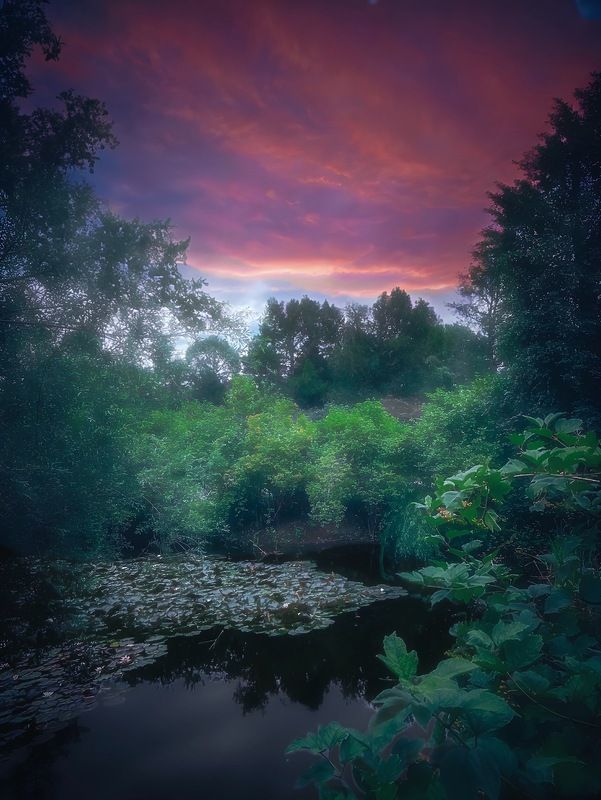 пейзаж, landscape, nature, природа, лето, summer, forest, лес, закат, sunset *** фото превью