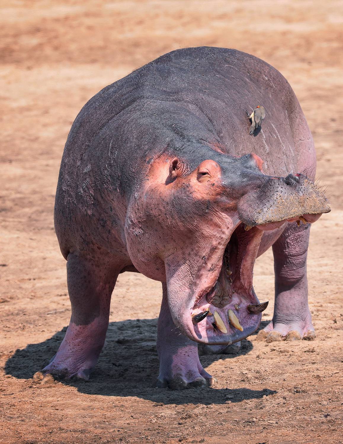 , Худзинская Ирина