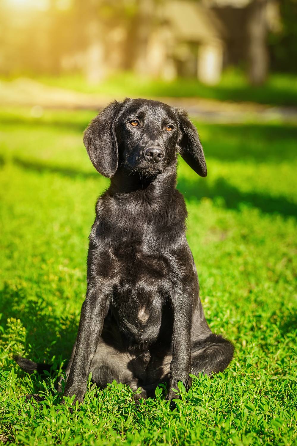 , Корнеев Алексей