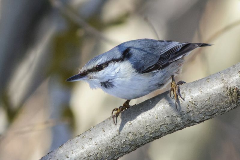 Ямщик (Sitta europaea) фото превью