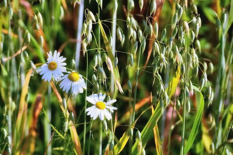 Воспоминания о лете..... фото превью