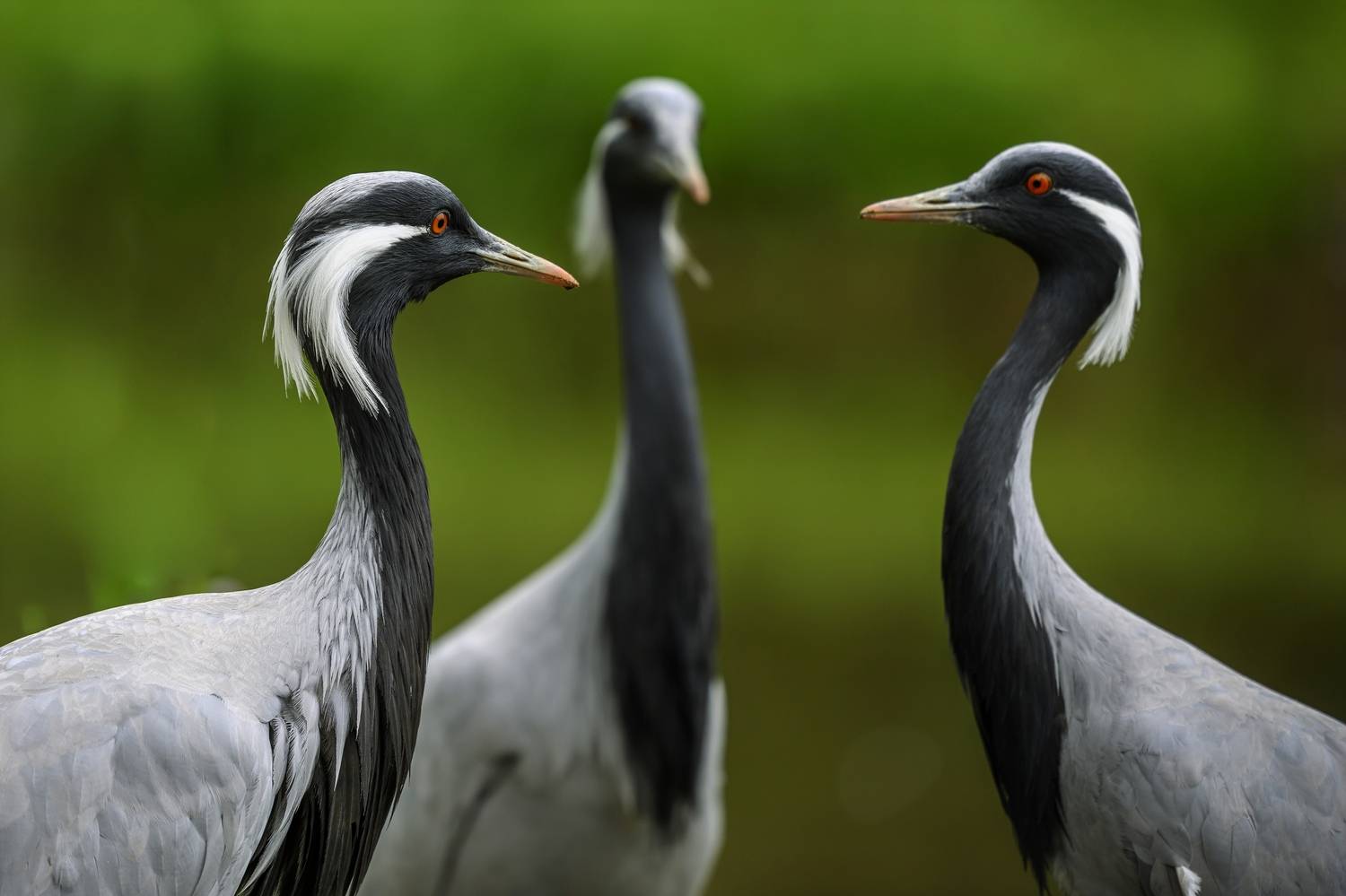 , Пупонин Сергей