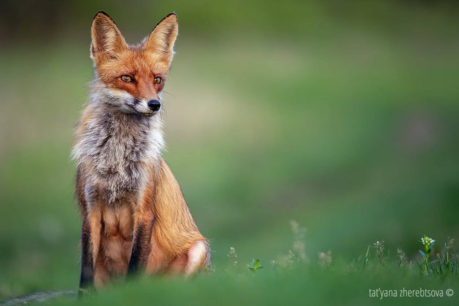 , Татьяна Жеребцова