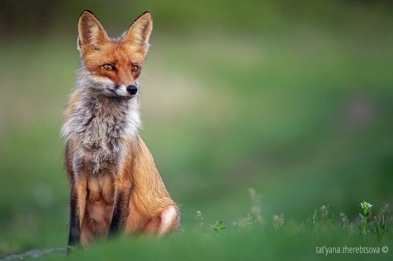 Мамашка фото превью