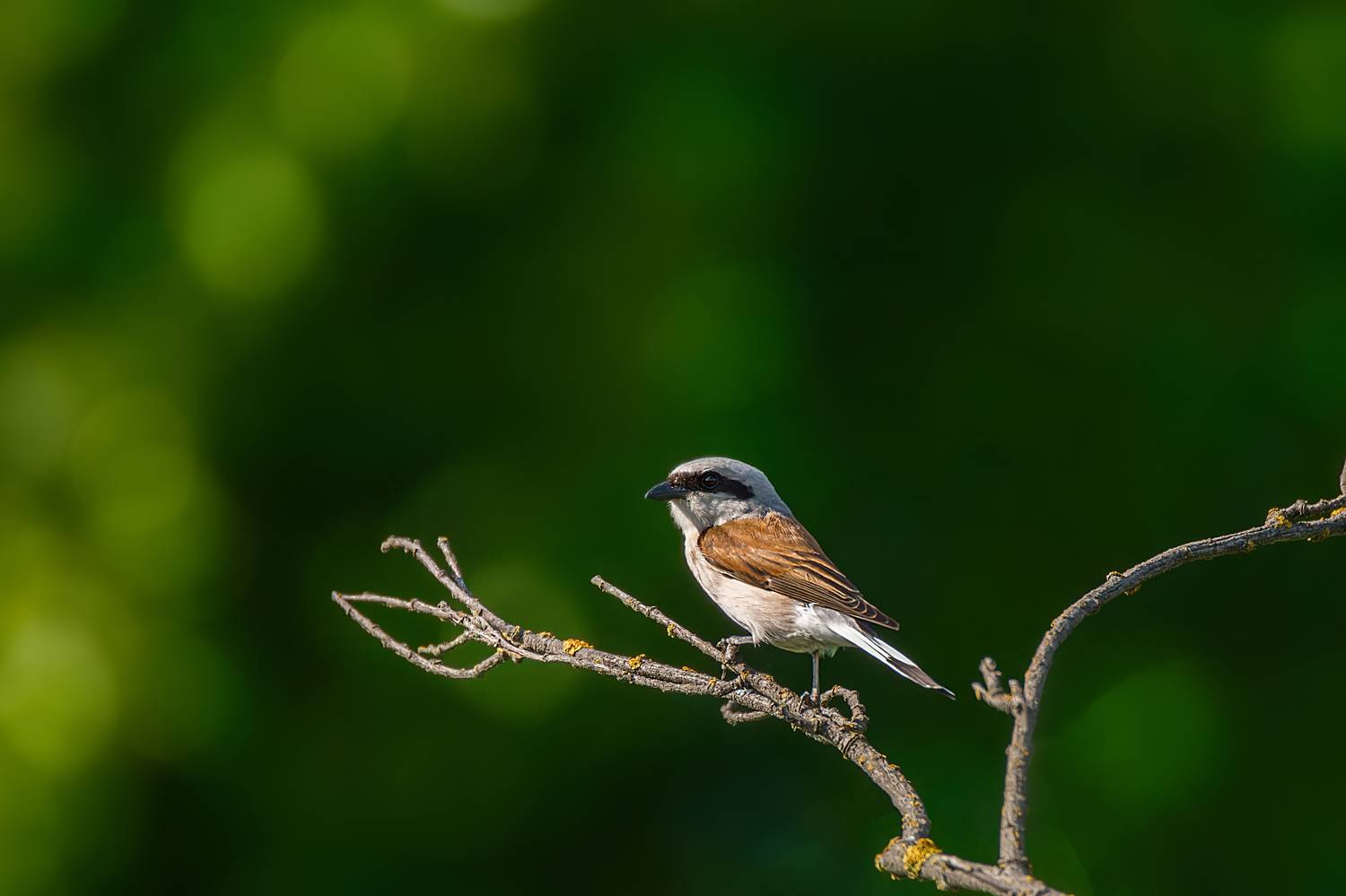 , Корнеев Алексей