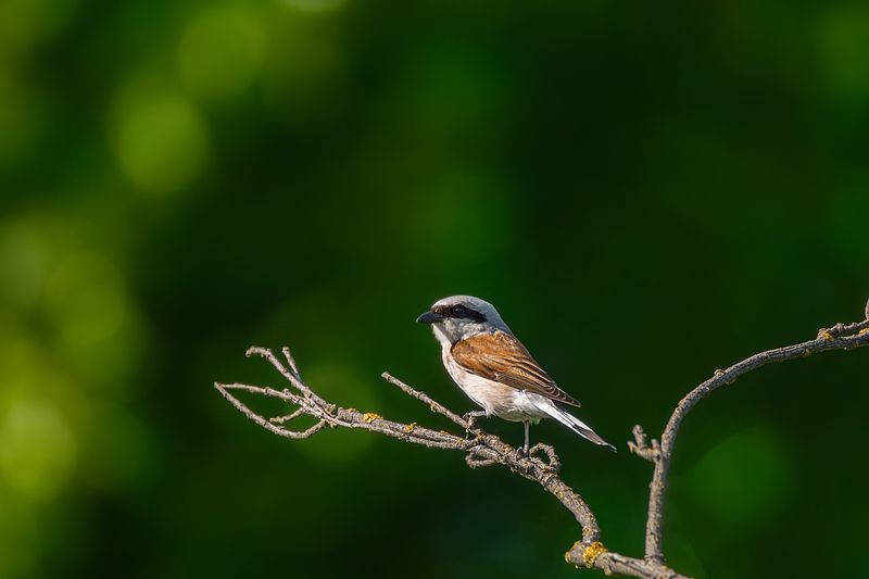 Жулан фото превью