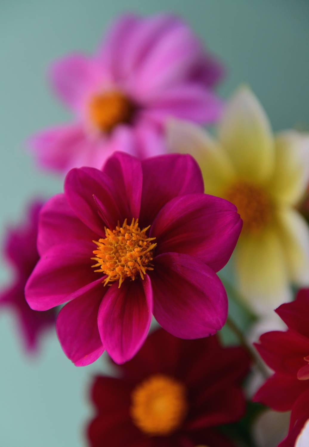 , Божена Пучко