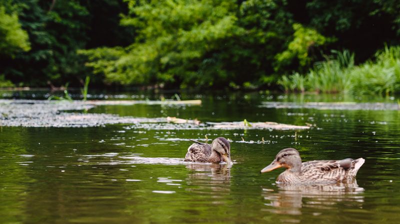 Утки фото превью