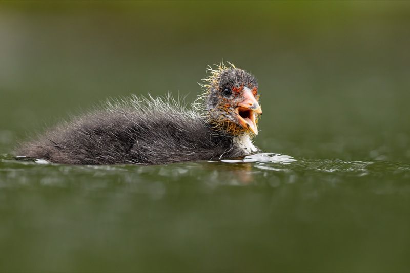 птицы, лысуха, птенец, лысенок Потерялся фото превью