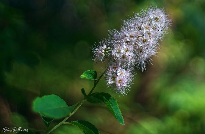 *** фото превью
