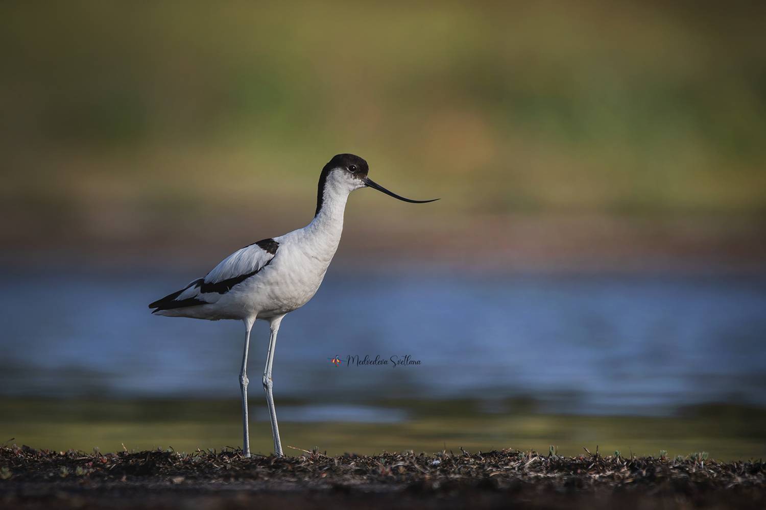 птица, шилоклювка, фотоохота, Медведева Светлана