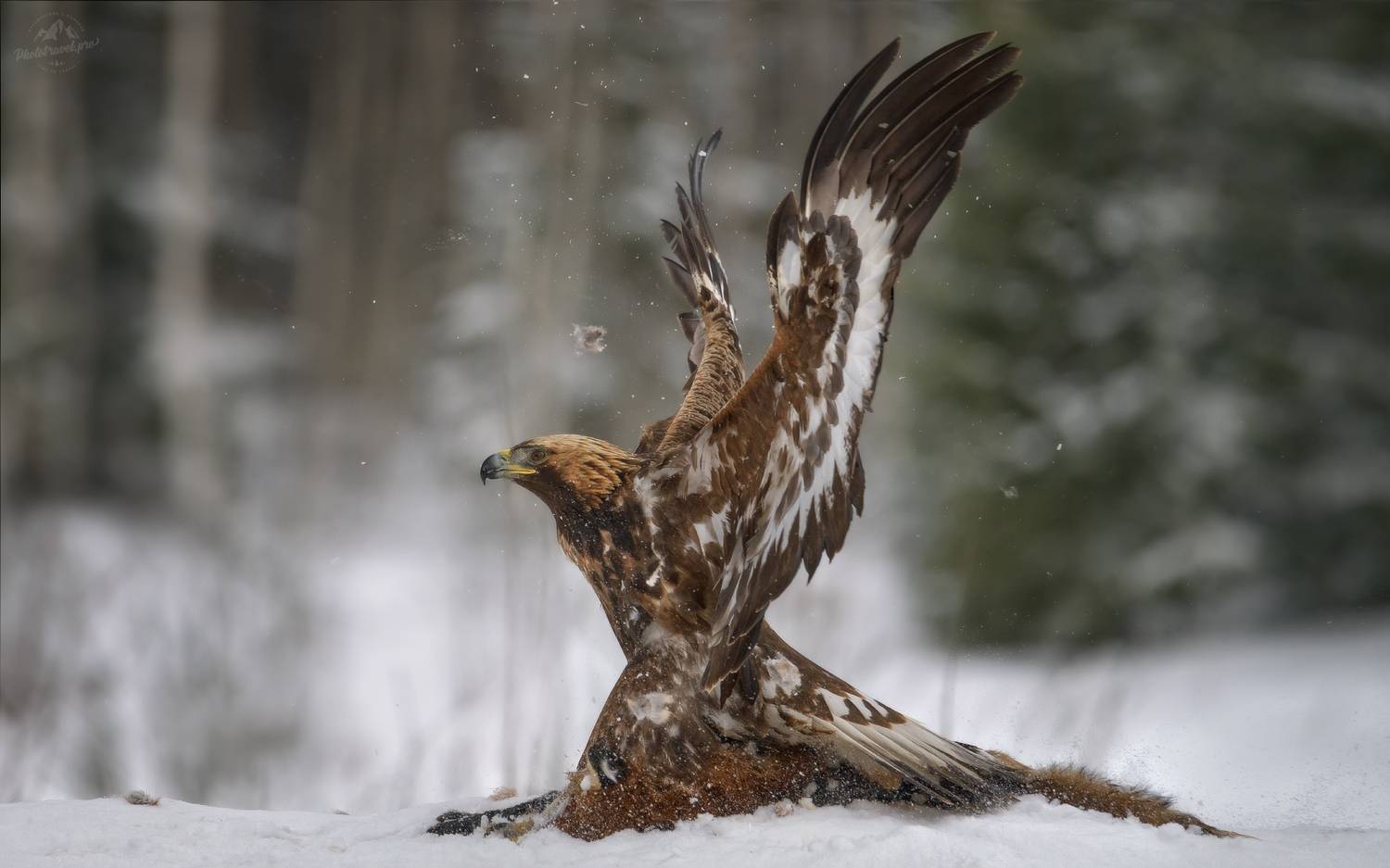 беркут, golden eagle, съемка беркута, заказник красный бор, фототур в красный бор, фотоохота в красном бору, phototravel.pro, фототуры 2026, беркут и лиса, лиса, Влад Соколовский
