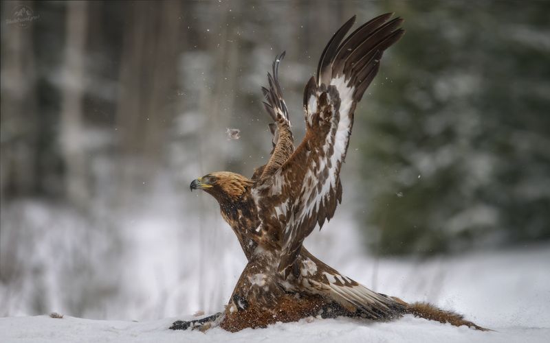 беркут, golden eagle, съемка беркута, заказник красный бор, фототур в красный бор, фотоохота в красном бору, phototravel.pro, фототуры 2026, беркут и лиса, лиса Па-де-де с тишиной фото превью