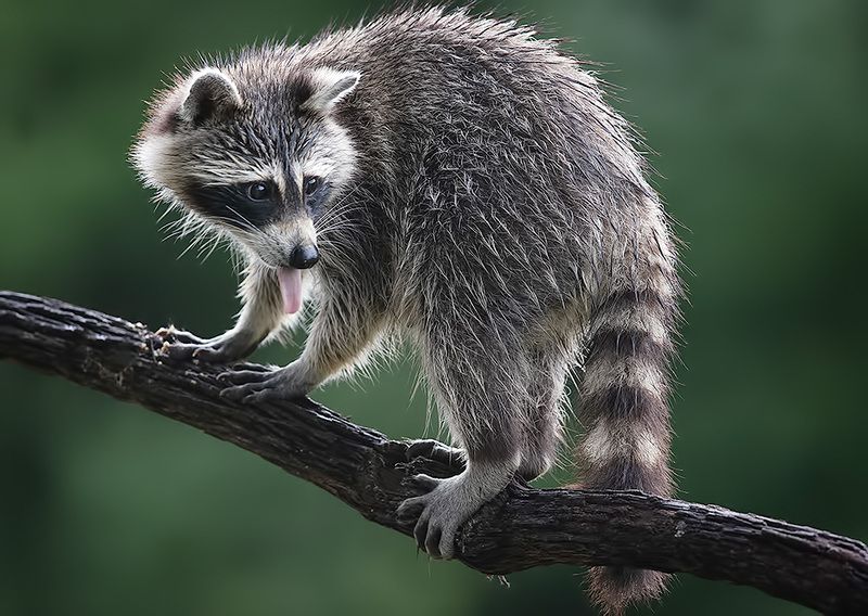 енот обыкновенный, енот-полоскун, raccoon, енот, дикие животные, животные, animals Raccoon- Енот-полоскун фото превью