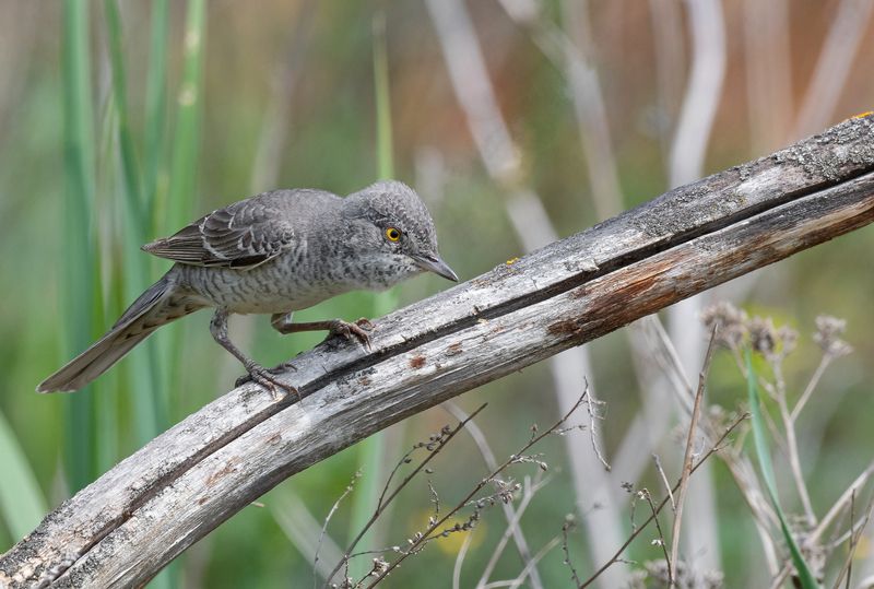 ястребиная славка, птицы, весна, лето, фотоохота Ястребиная славка фото превью