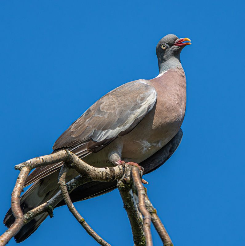 Этюд с витютнем фото превью