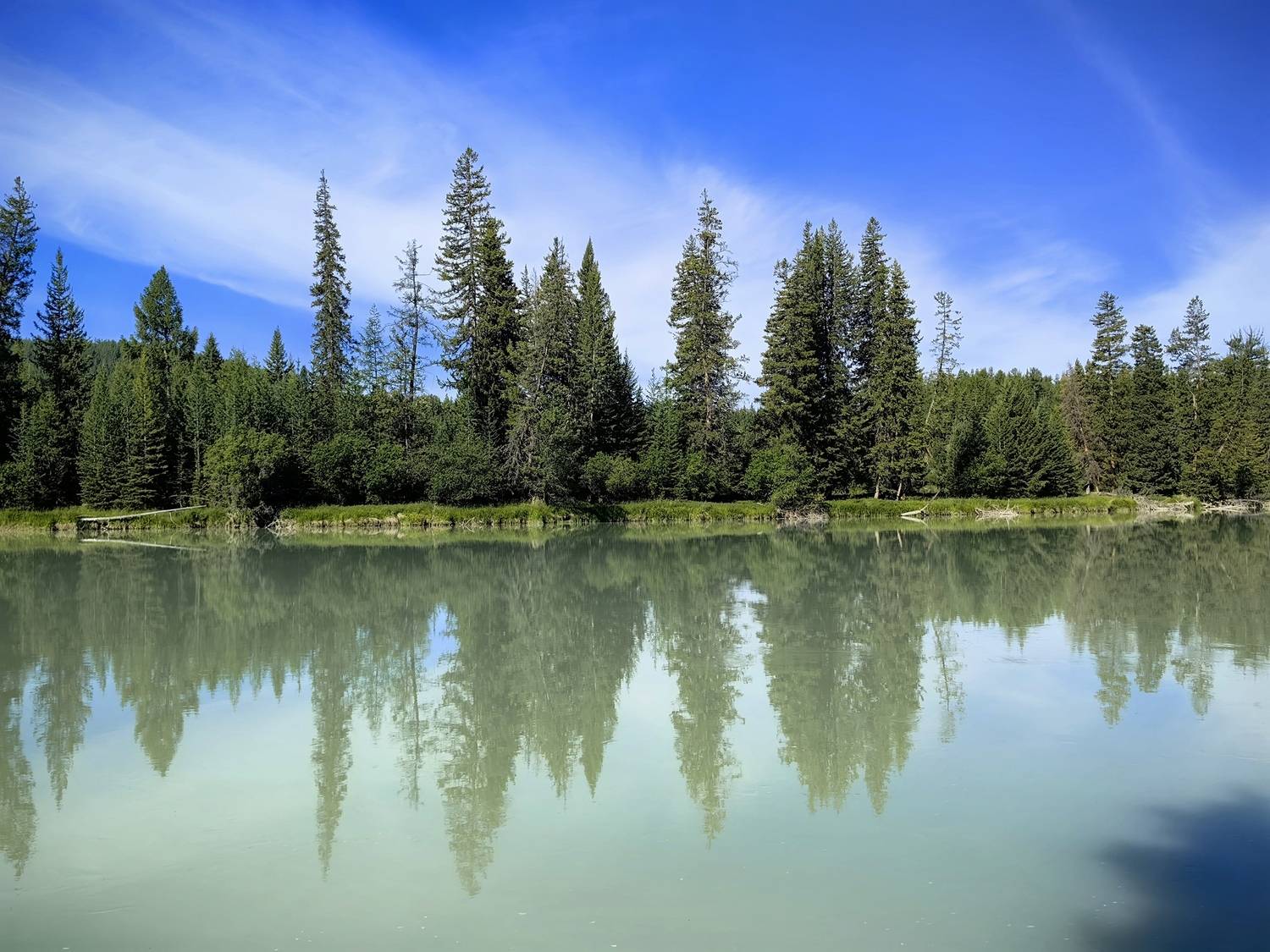 природа,алтай,река аргут,лиственницы,отражение,лето, Козлова Галина