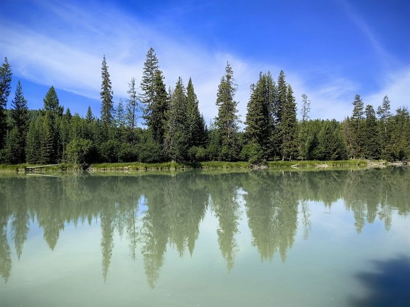 природа,алтай,река аргут,лиственницы,отражение,лето Лиственницы на берегу фото превью