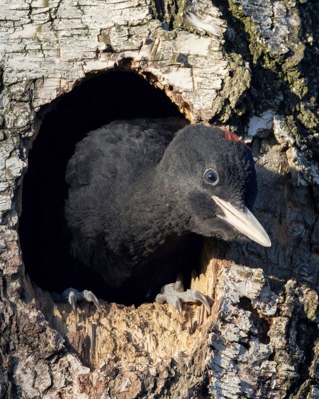 желна, черный дятел, птицы, фото птиц, птенцы, dryocopus martius  фото превью