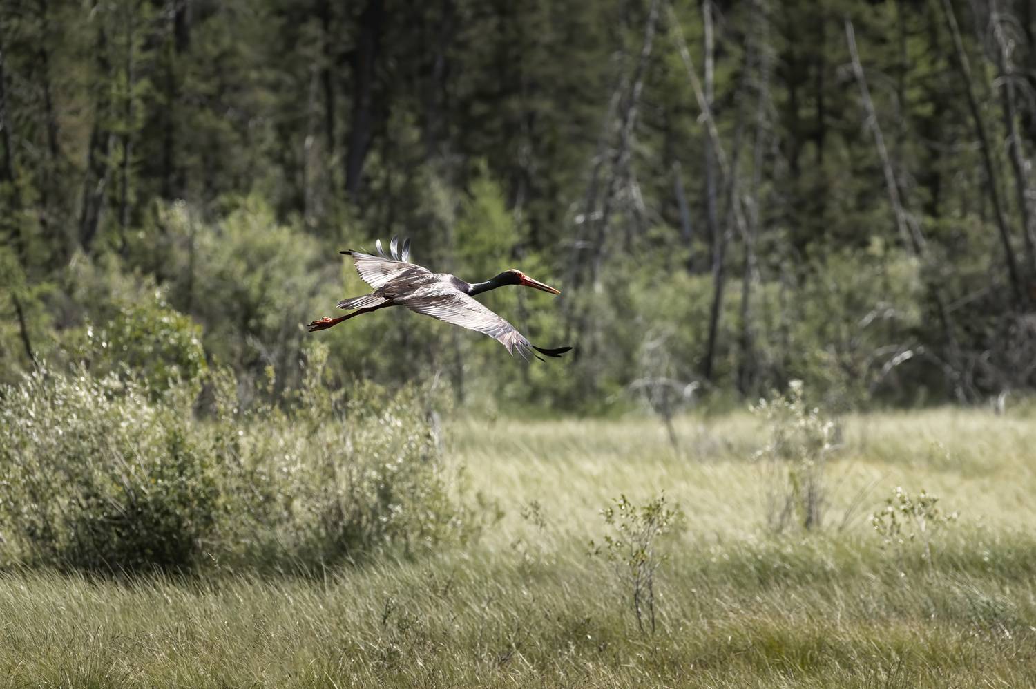 черный аист, горный алтай, Андреева Светлана