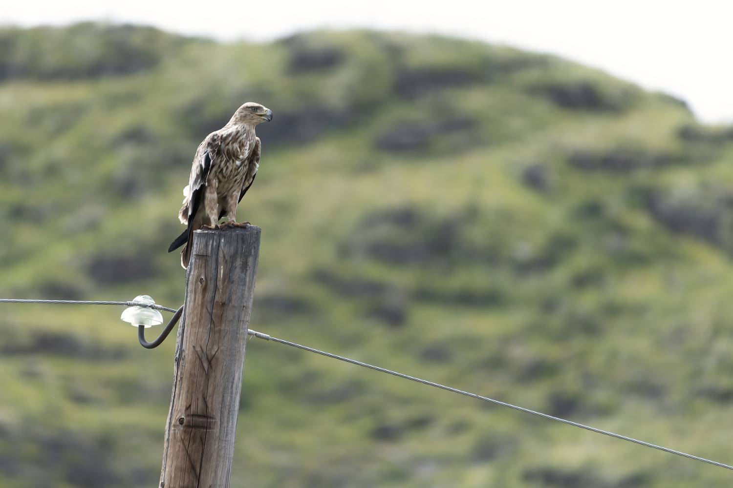 коршун, могильник, горный алтай, Андреева Светлана