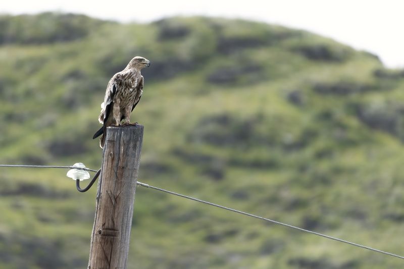 коршун, могильник, горный алтай Коршун могильник фото превью