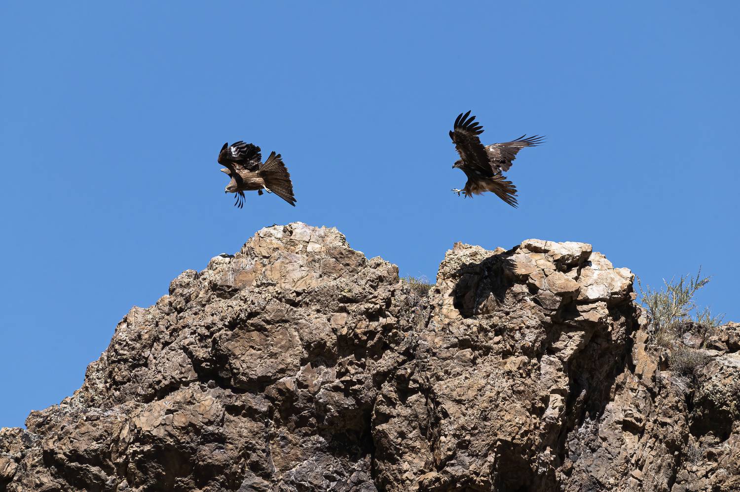 орел, горный алтай, клинохвостый орел, Андреева Светлана